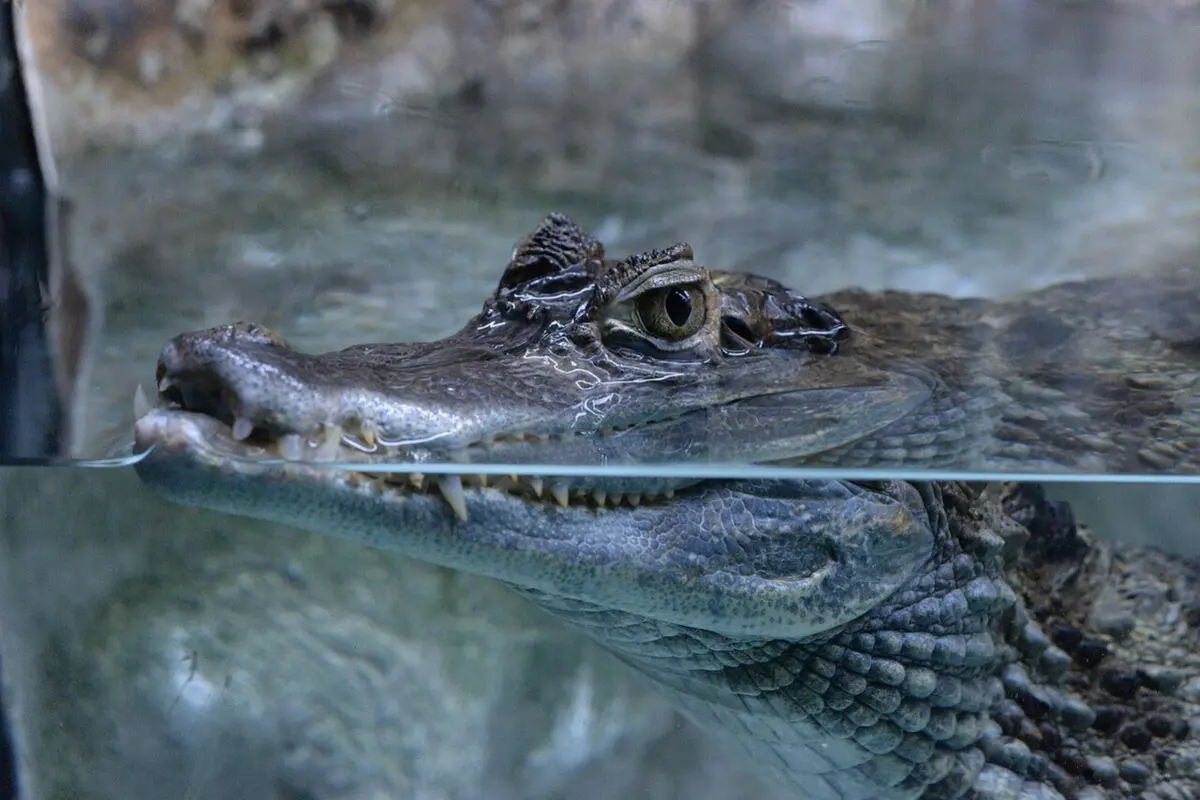 Imagem de contexto do artigo Enfiou os dedos nos olhos do jacaré para salvar a mulher